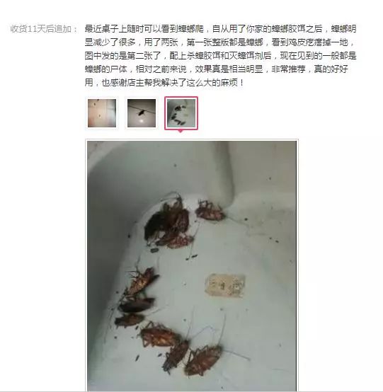 轻轻一贴蟑螂一窝端,广州蟑螂怎么消灭