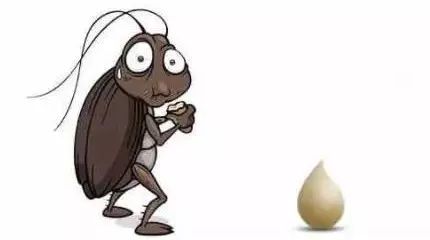 轻轻一贴蟑螂一窝端,广州蟑螂怎么消灭