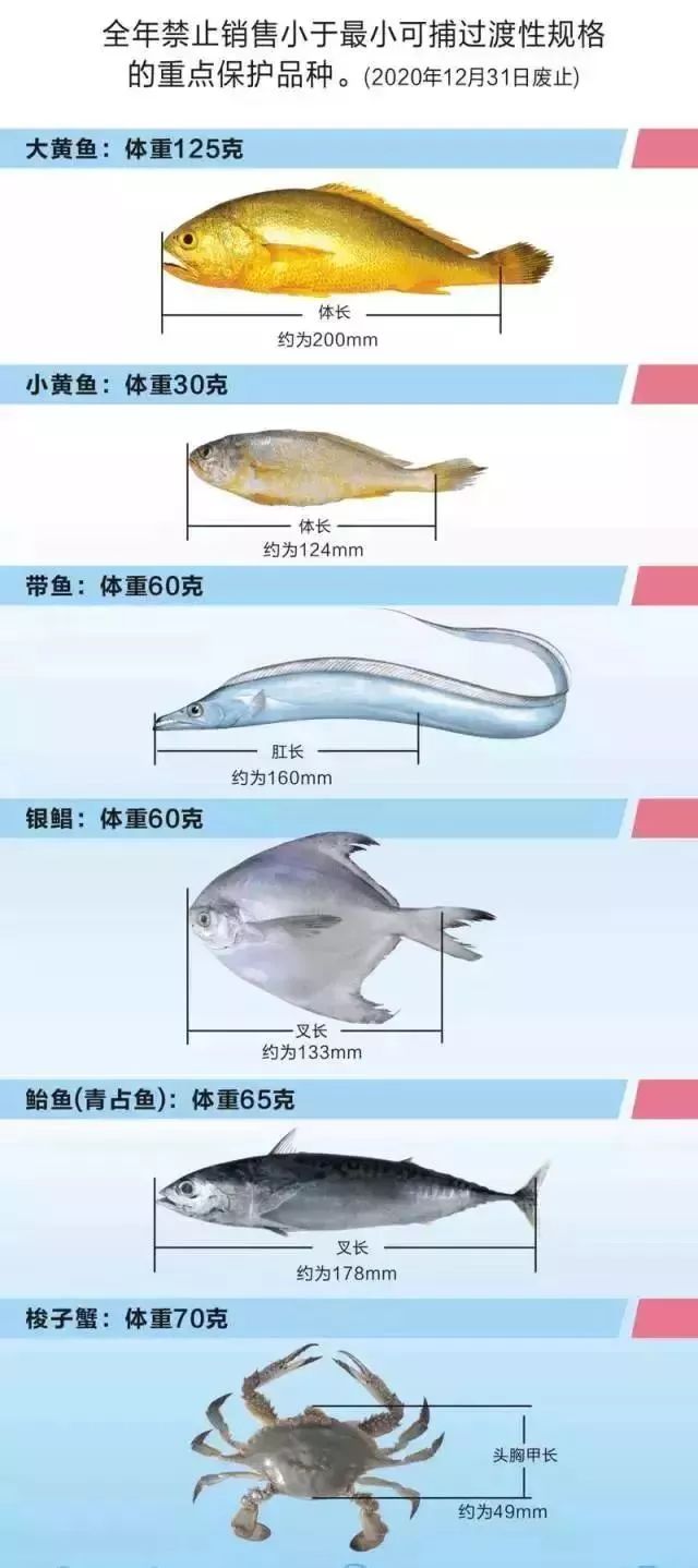 皮皮虾等8种海鲜，今天起金华禁售！别担心，还有这些初夏小美好→