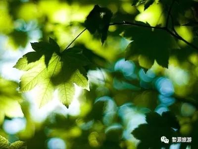 夏天婺源旅游攻略2天1晚,婺源旅游攻略三天两夜自由行