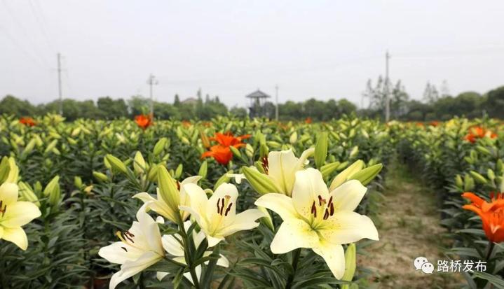 “百合节”开园｜100亩七彩花田，1000000株百合花，等你来