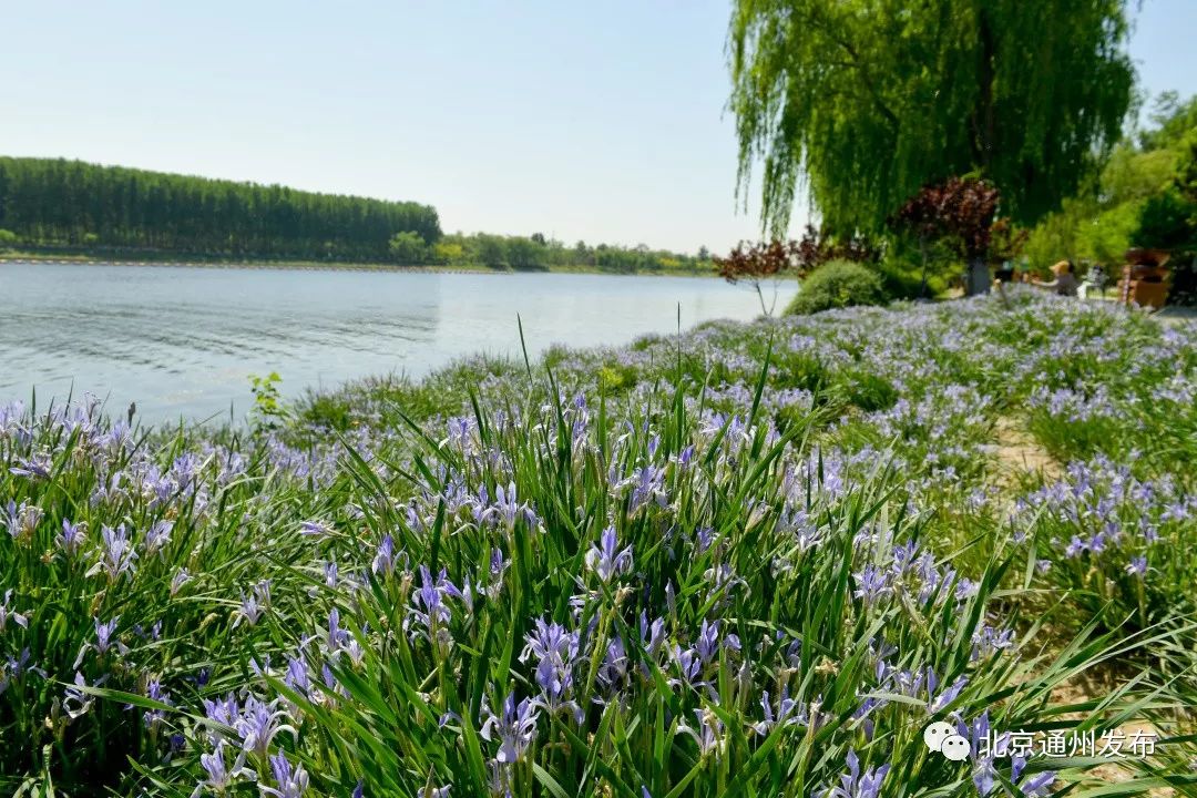 最美赛道来啦！在花香中奔跑！通州运河半马沿途美景抢先看~