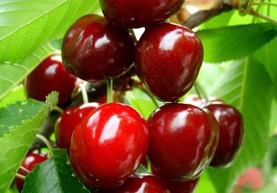 西安樱桃采摘全攻略,西安樱桃采摘时间表