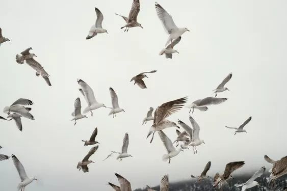 村上春树拒绝生育是真的吗,村上春树拒绝吃中国菜