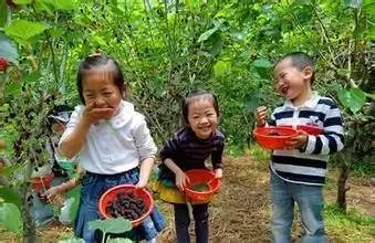 AreYouReady~~~第六届桑果紫酒节火爆来袭！采桑葚，赏演出，如此“葚”好！