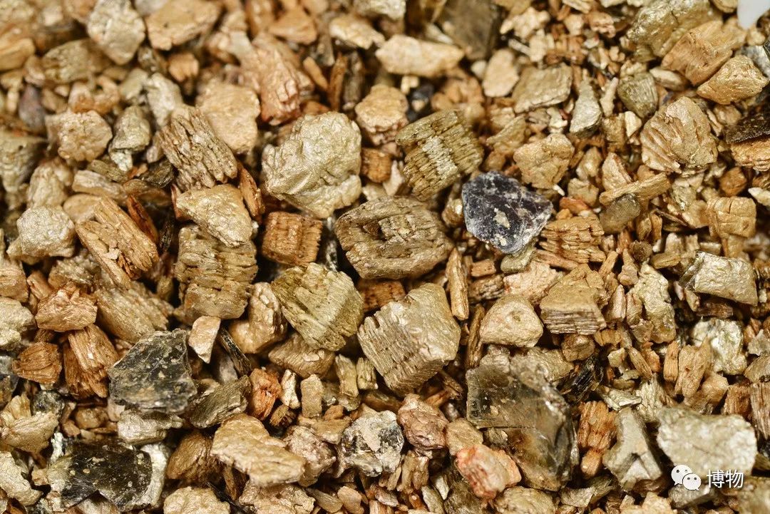 脑子进水了后悔不,脑子进水了掉井里