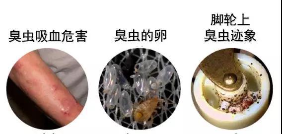 房间有臭虫怎么消灭最简单方法,家里发现臭虫应该怎么消灭它们