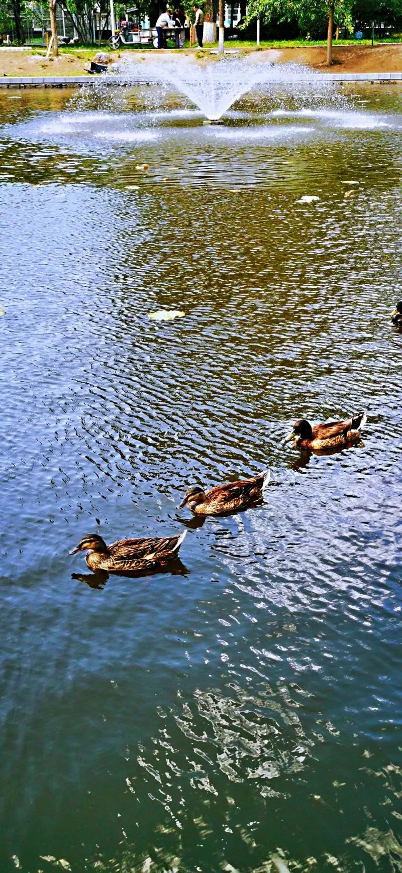 北京101中著名校友,北京101中校友