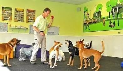 开宠物洗护店一年多少利润,平民养宠物店经营模式