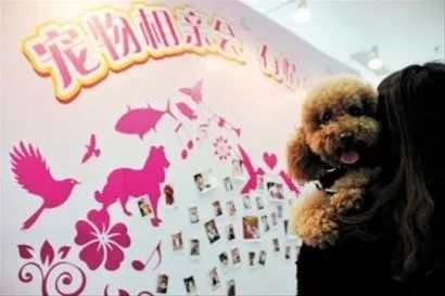 开宠物洗护店一年多少利润,平民养宠物店经营模式