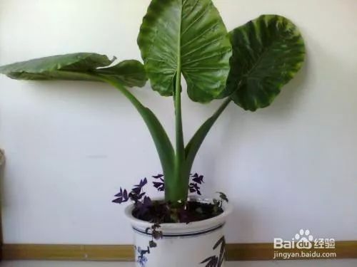 姣掔墿纰颁竴涓嬪氨涓瘨,琚椋熺殑鑷村懡姣掔墿