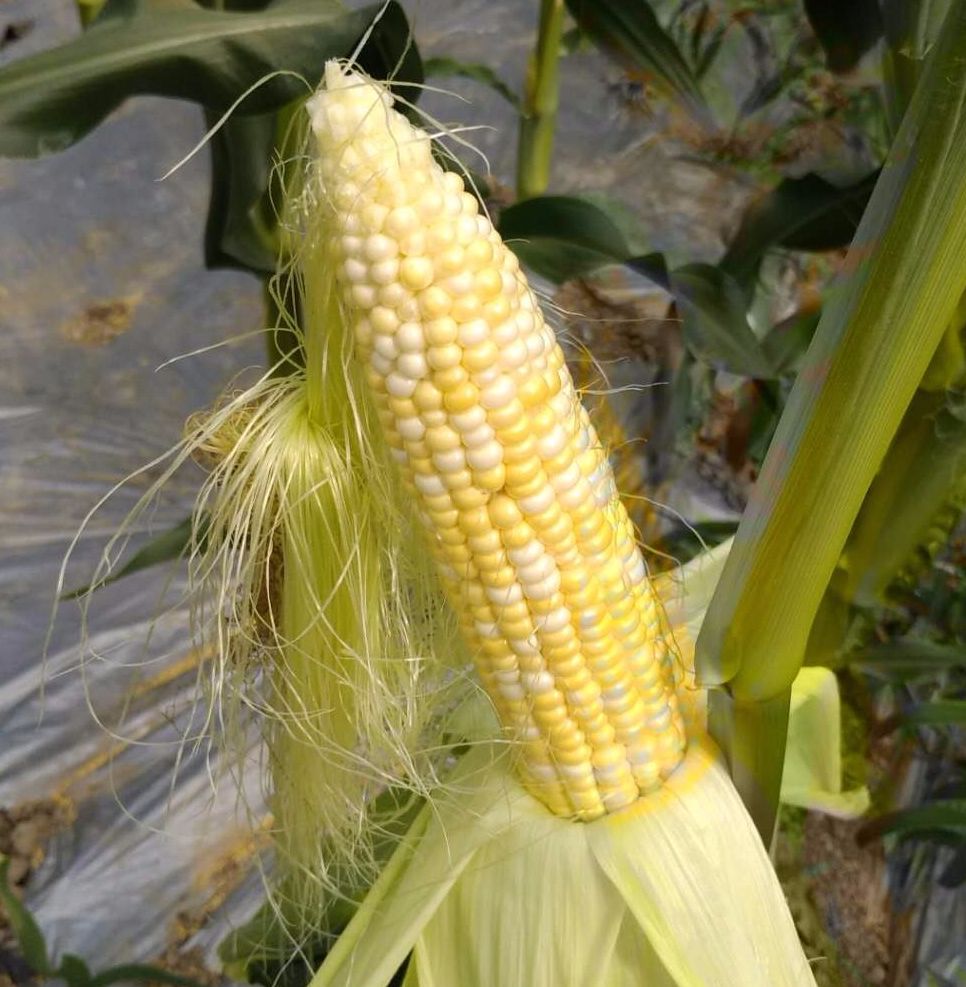 水果玉米可以生吃吗可以加枸杞吗,水果玉米生吃还是熟吃含糖高