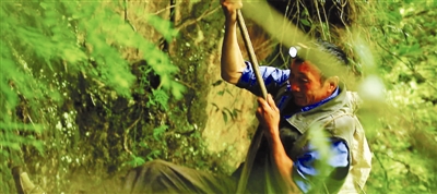 桥头采燕窝过程,采燕窝的真实故事