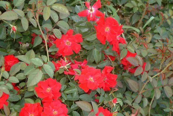 微信头像花图片,最惊艳的头像花