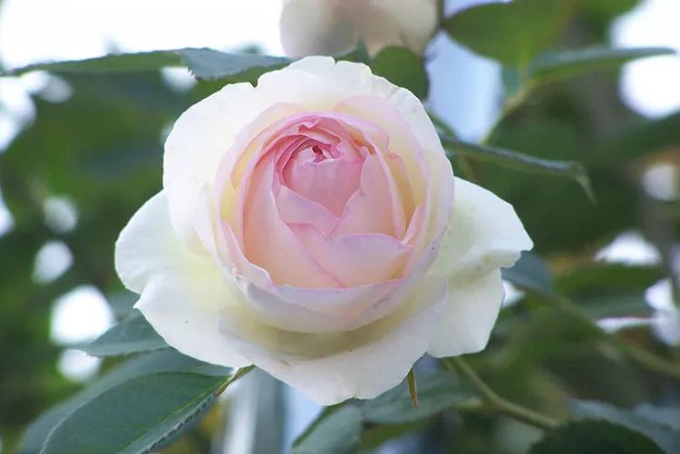 微信头像花图片,最惊艳的头像花