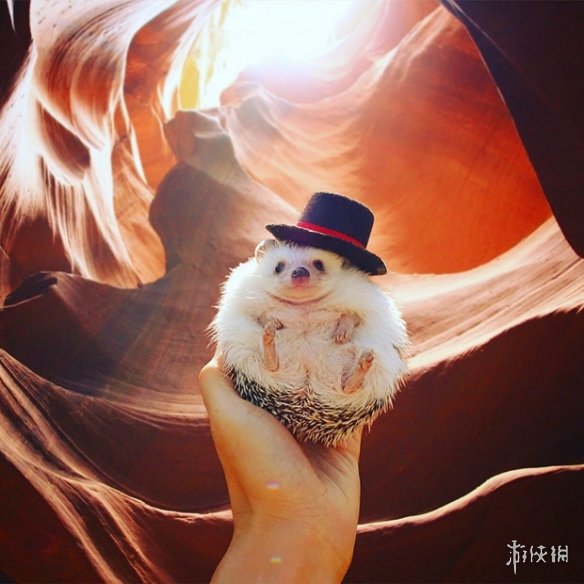 喵汪见我黯然失色萌萌哒的小刺猬Monaka走红网络