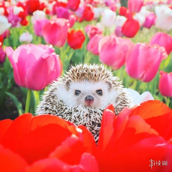 喵汪见我黯然失色萌萌哒的小刺猬Monaka走红网络