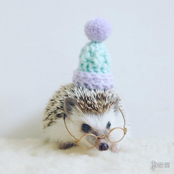 喵汪见我黯然失色萌萌哒的小刺猬Monaka走红网络