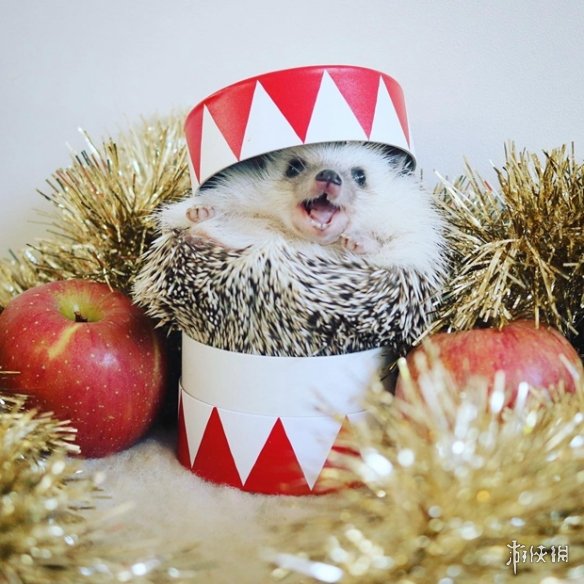 喵汪见我黯然失色萌萌哒的小刺猬Monaka走红网络