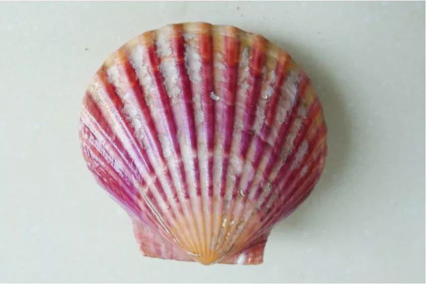 ins风！青农大学育出金色扇贝堪称“王者贝”