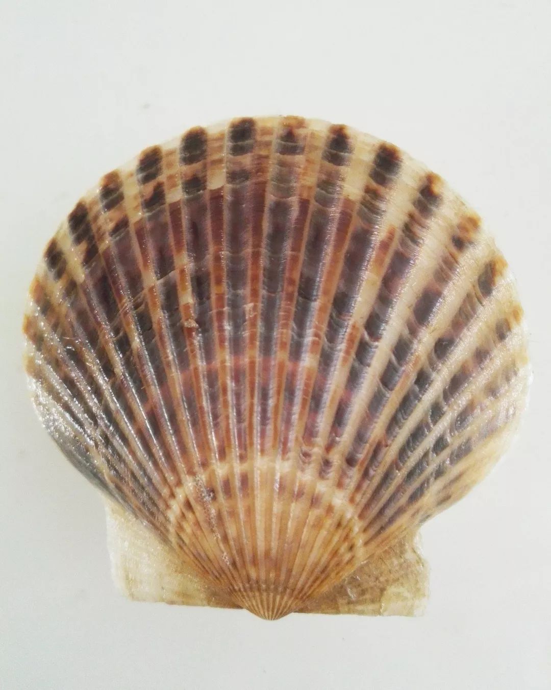 ins风！青农大学育出金色扇贝堪称“王者贝”