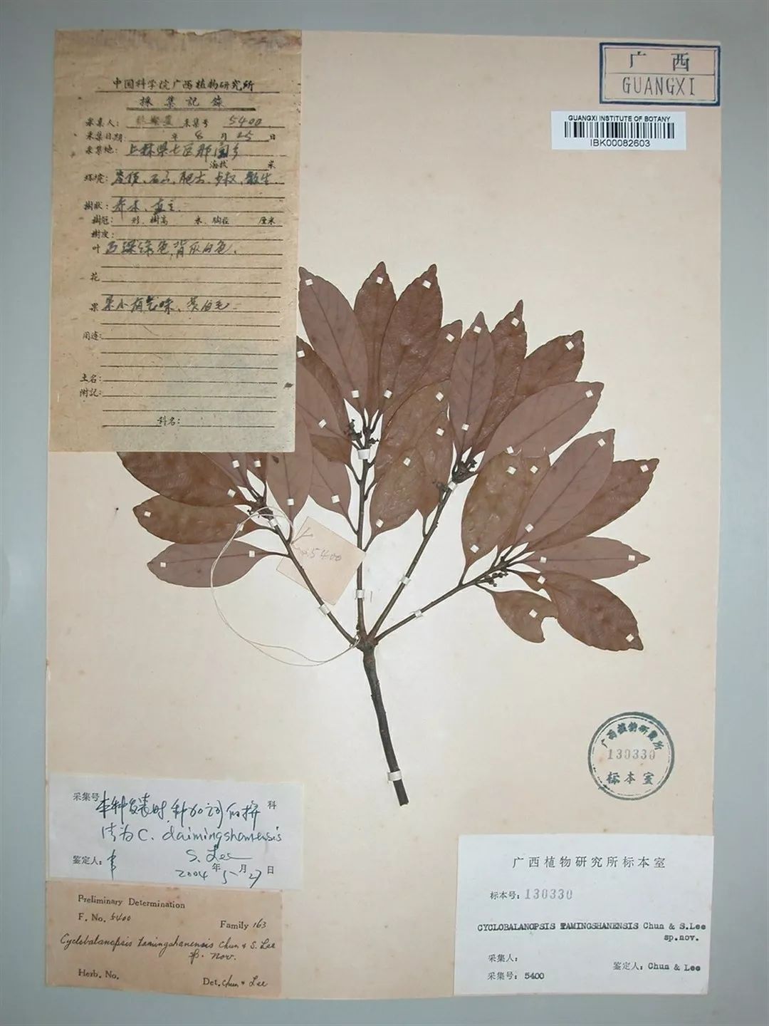 大明山儿童节攻略,大明山六一儿童节