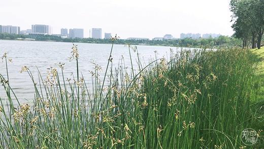龙子湖沙滩游乐场在什么位置,蚌埠龙子湖网红沙滩多少钱