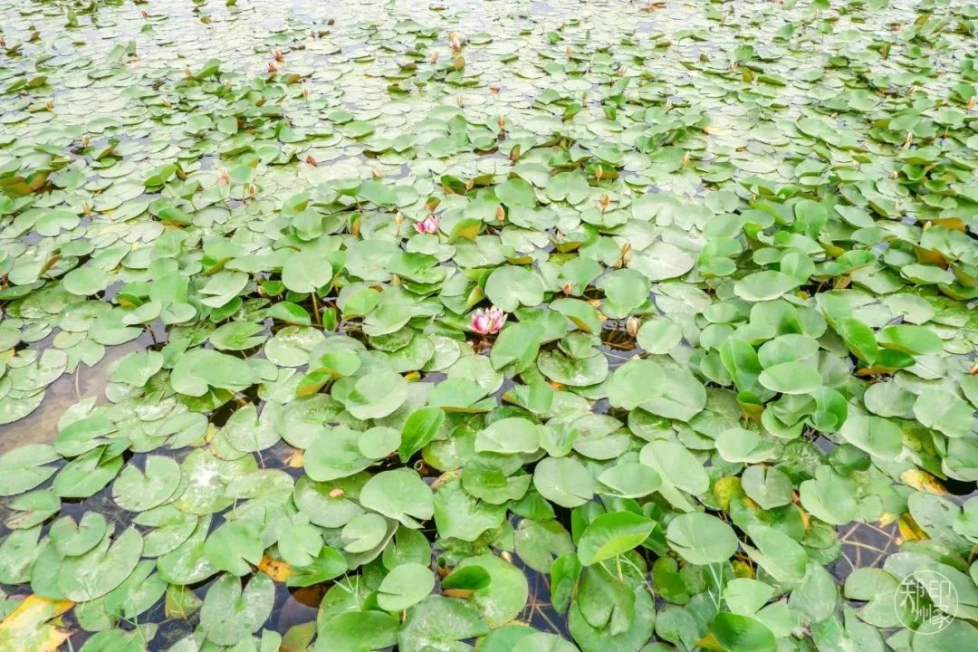 龙子湖沙滩游乐场在什么位置,蚌埠龙子湖网红沙滩多少钱