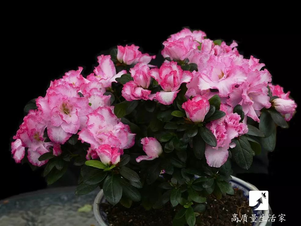 吸甲醛最好的植物排名,什么植物去甲醛最好又适合放卧室