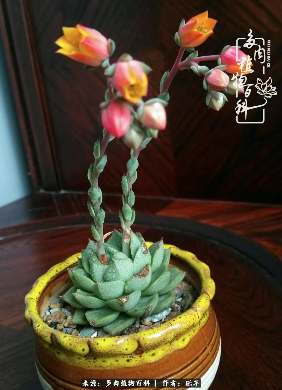 养多肉一个人就可以玩到天荒地老,养多肉的幸福其实很简单