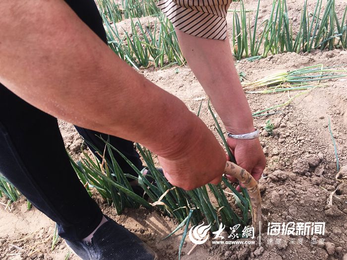 致敬高温下的菏泽户外工作者：手臂晒出“黑白分界线”