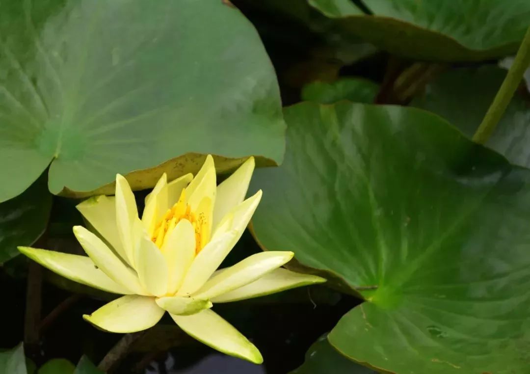 粉嫩暴击！建德这个地方会飘“仙气”，看一眼就醉！