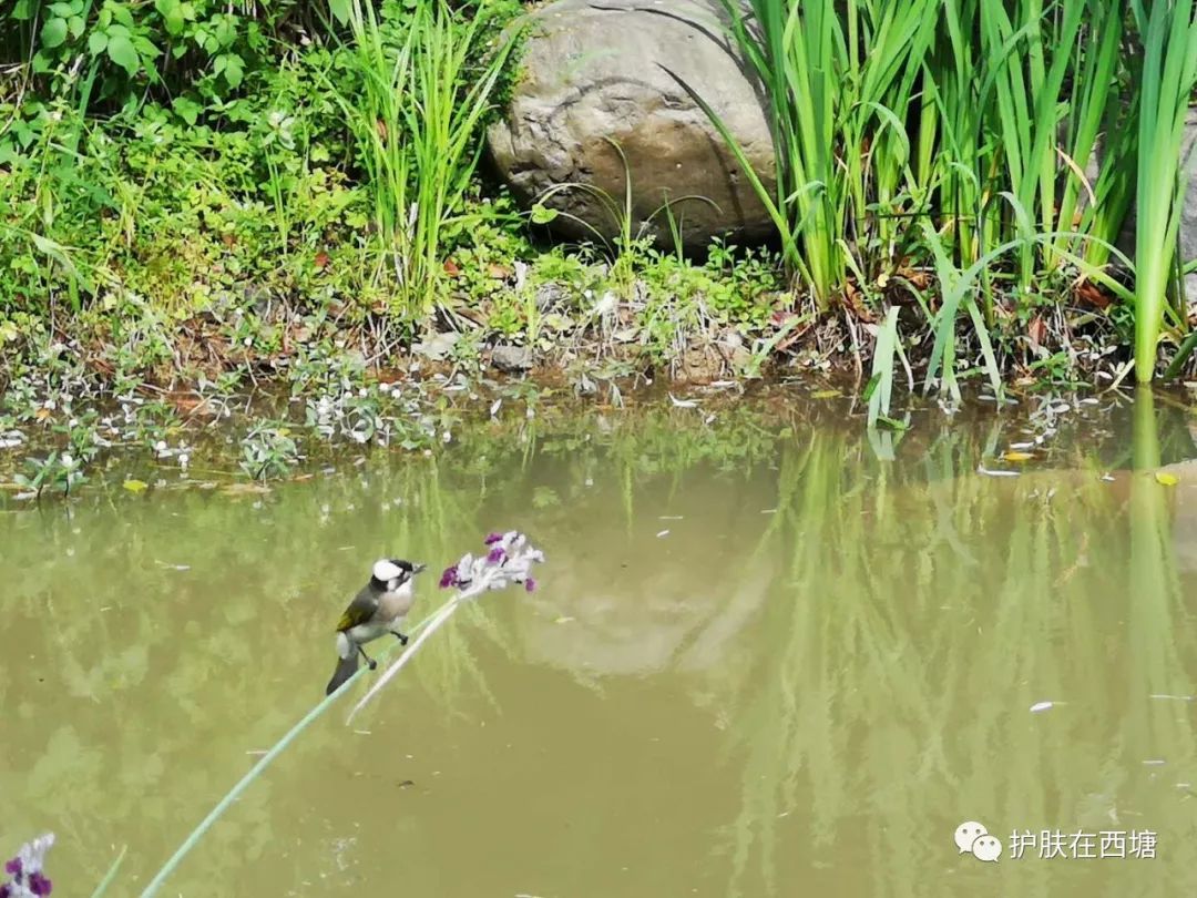 激素依赖性皮炎怎么才能彻底治好,激素依赖性皮炎好了以后怎么护肤