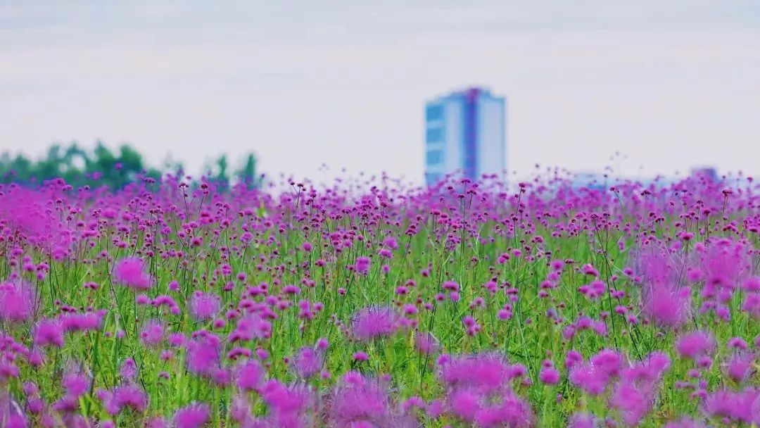 上海奉贤花海免费景点,上海奉贤花海