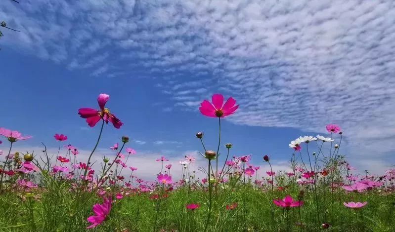 上海奉贤花海免费景点,上海奉贤花海