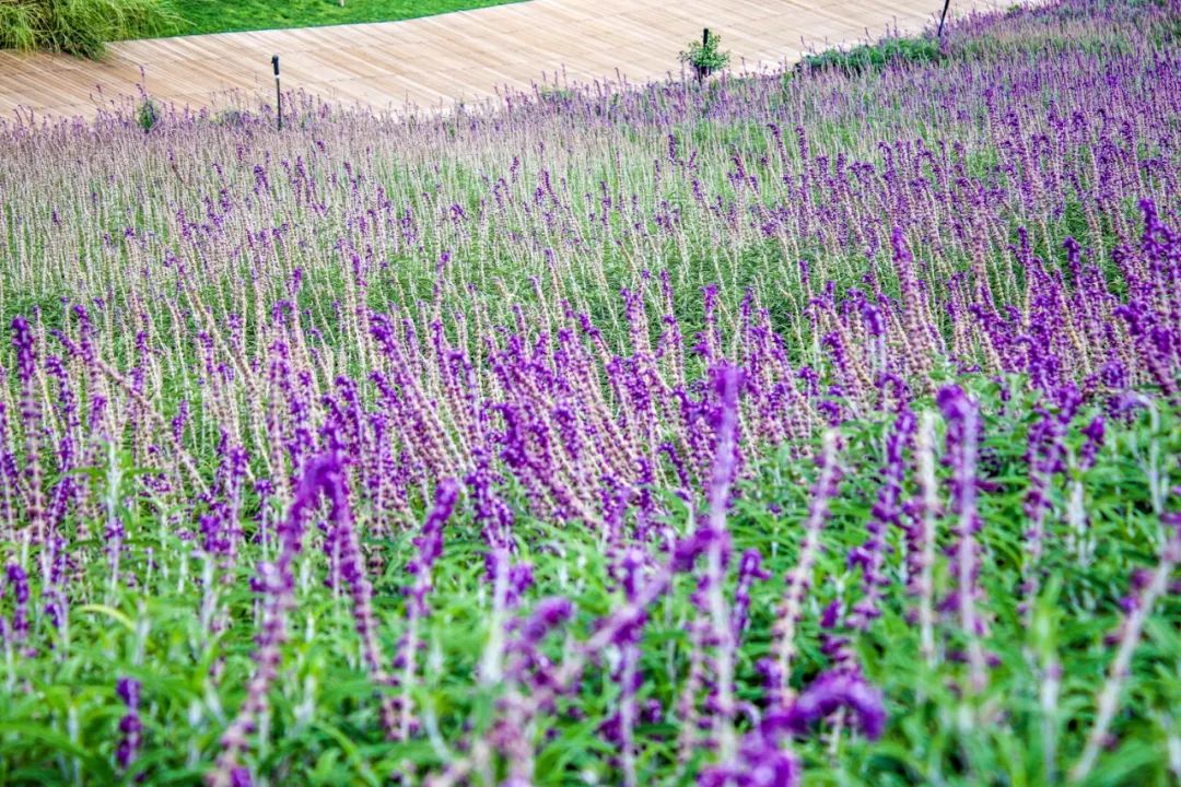 希尔顿最值得购买的酒店,云南丽江晶玺希尔顿酒店