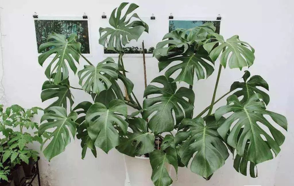 吸甲醛最好的植物排行榜,吸甲醛最好的植物排名