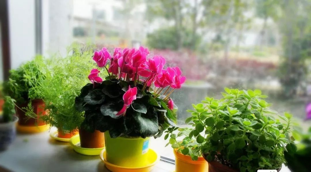 吸甲醛最好的植物排行榜,吸甲醛最好的植物排名