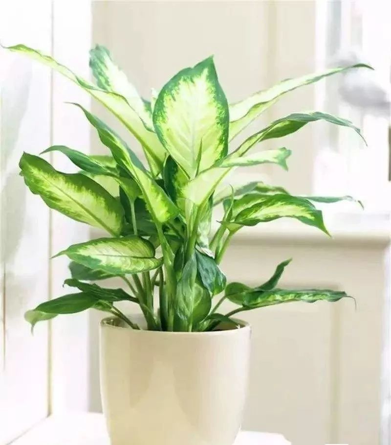 吸甲醛最好的植物排行榜,吸甲醛最好的植物排名