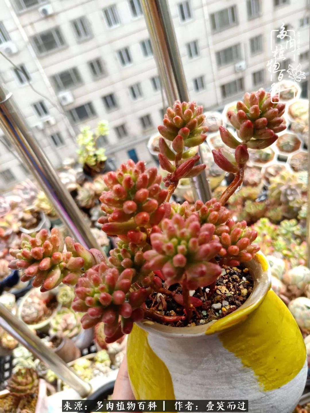 跌入神坛的多肉,跌入凡间的精灵舞蹈完整版