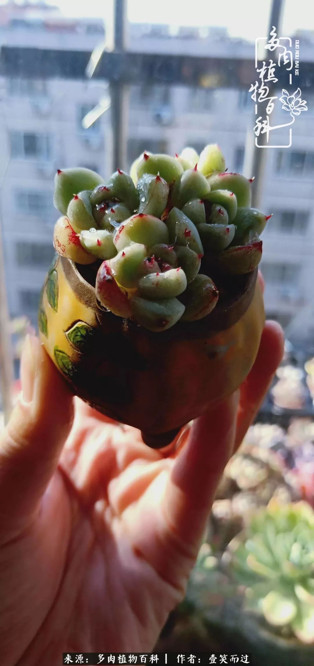 跌入神坛的多肉,跌入凡间的精灵舞蹈完整版