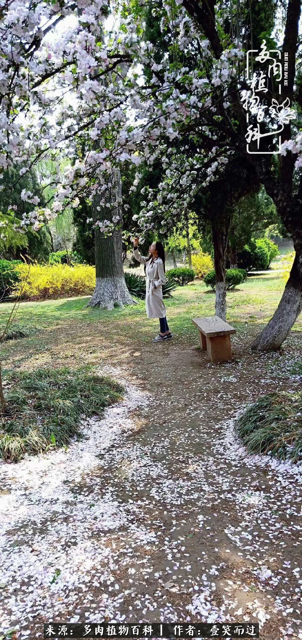 跌入神坛的多肉,跌入凡间的精灵舞蹈完整版