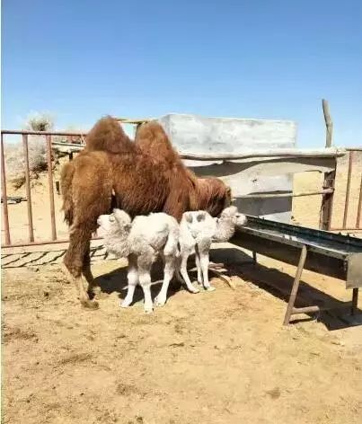 内蒙古有这么多特点之乡,内蒙古长调之乡