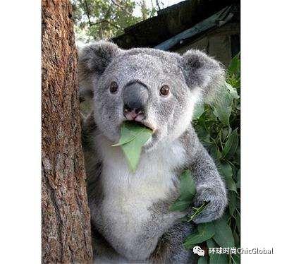 老外羡慕国货,外国人都羡慕的中国国货