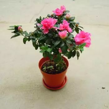 吸甲醛最快最有效的植物排名第一,吸甲醛最快最有效的植物排名