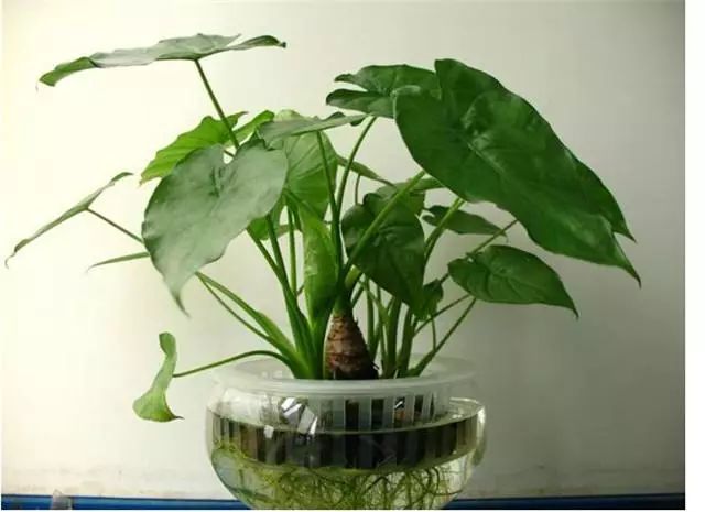 吸甲醛最快最有效的植物排名第一,吸甲醛最快最有效的植物排名