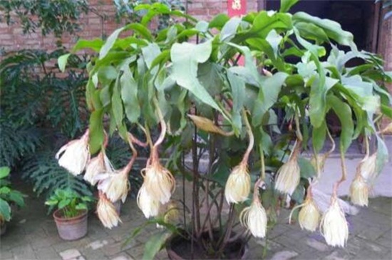 家里好养的植物有哪些,家里室内适合养的植物