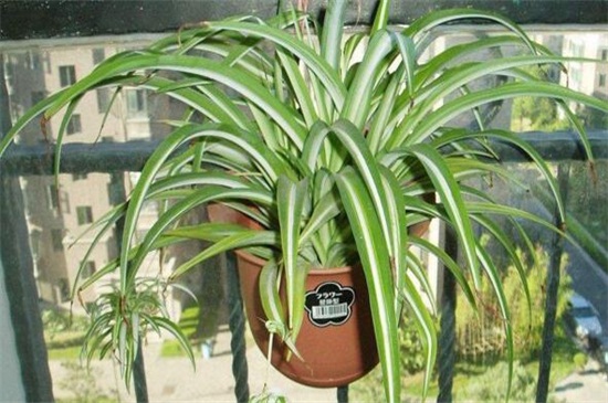 家里好养的植物有哪些,家里室内适合养的植物