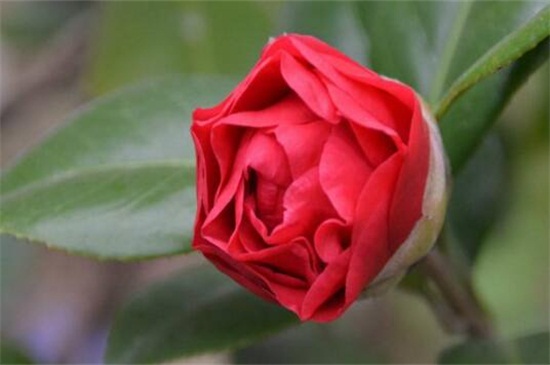 家里好养的植物有哪些,家里室内适合养的植物