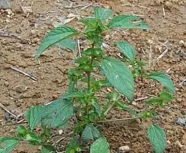 乙莠玉米苗前专用封闭除草剂,玉米封闭除草剂药害怎么缓解